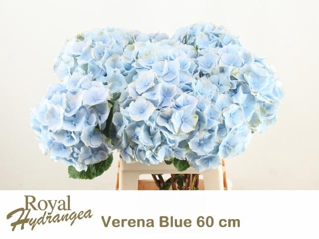 <h4>HYDR M CH VERENA BL</h4>