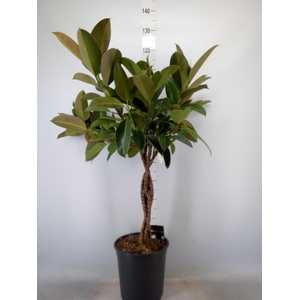 Ficus elastica 'Melany'