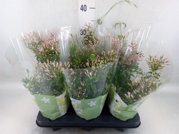 <h4>Jasminum polyanthum</h4>