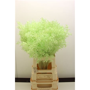 Dr Ruscus Bleach Mintgroen