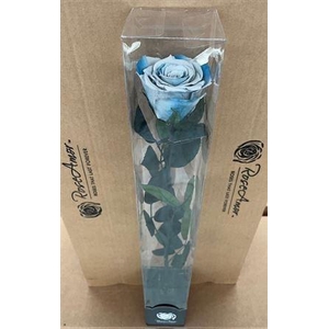 50cm Stem Blu05