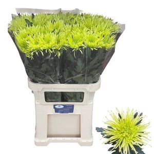 CHR G TULA GREEN
