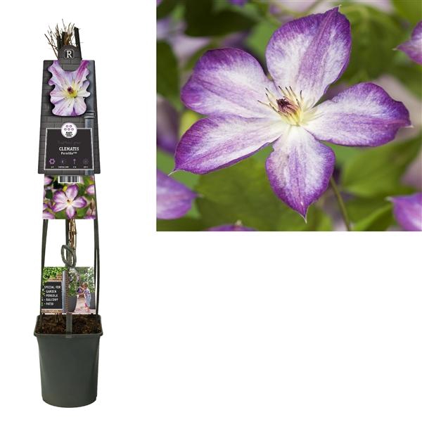 <h4>Clematis Pernille PBR +3.0 label</h4>