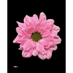 Chr S Bouncer Cerise