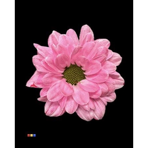 Chr S Bouncer Cerise