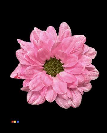 <h4>Chr S Bouncer Cerise</h4>