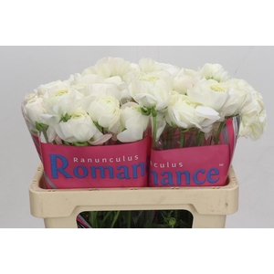 Ranunculus Romance Montenvers