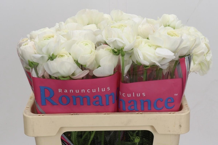 <h4>Ranunculus Romance Montenvers</h4>