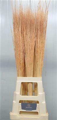 <h4>DROOG SIERGRAS ZALM</h4>