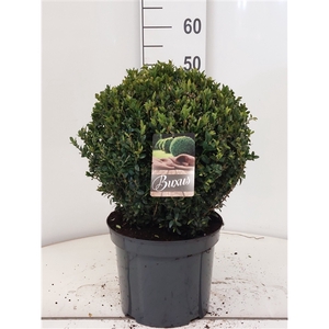 Buxus sempervirens bol 35