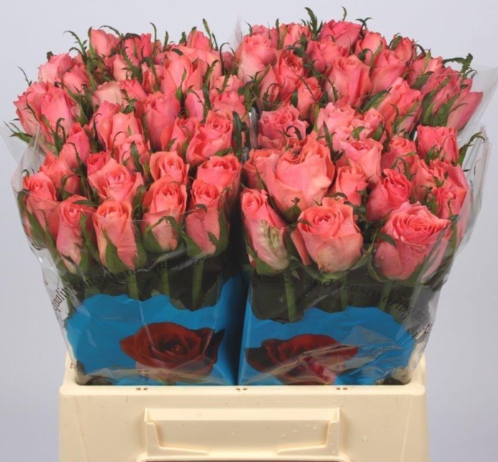 <h4>R GR ACE PINK+</h4>