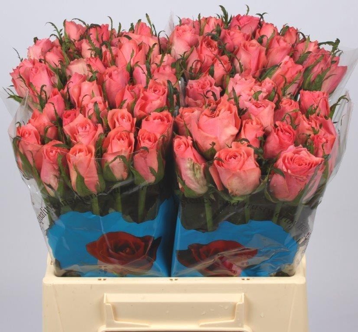 <h4>R GR ACE PINK+</h4>