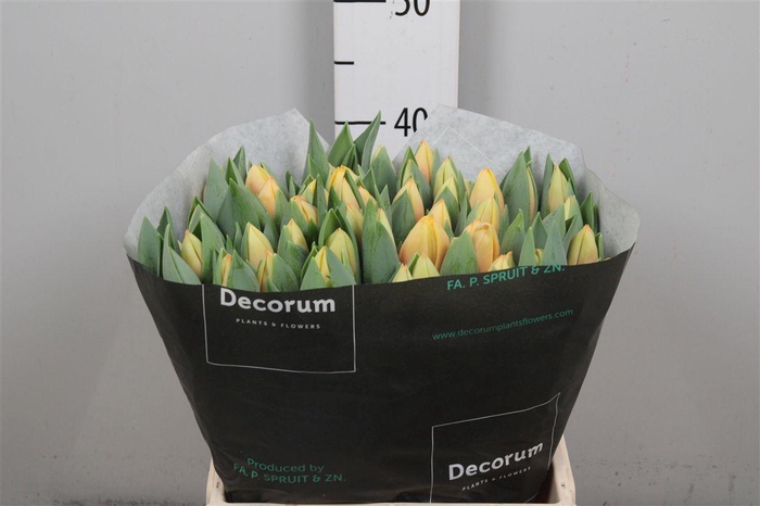 <h4>Tu En Marit</h4>