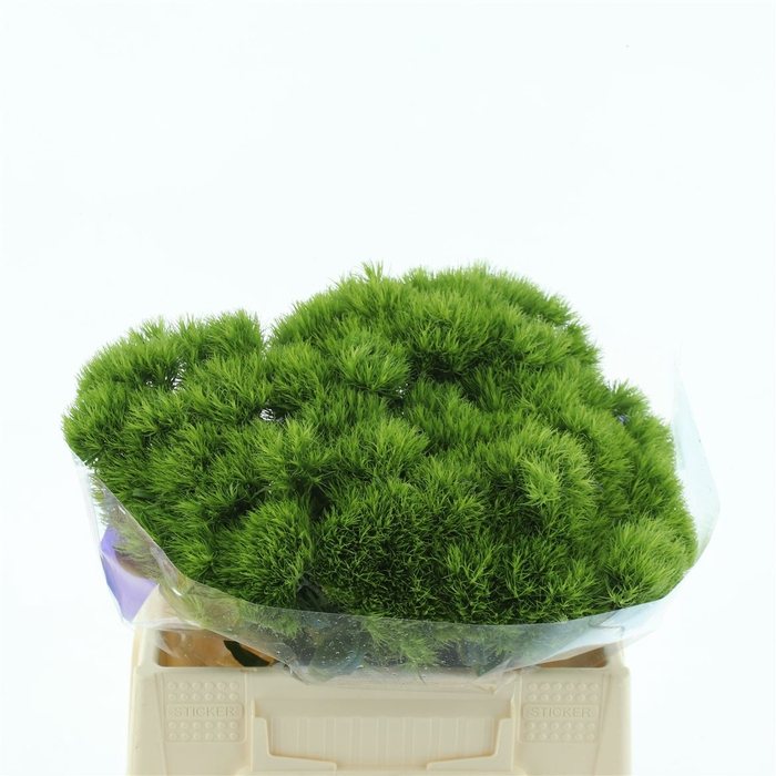 <h4>Di Barb Green Wicky Extra</h4>