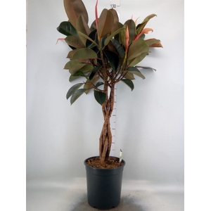 Ficus elastica 'Burgundy'