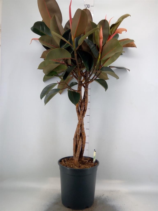 <h4>Ficus elastica 'Burgundy'</h4>