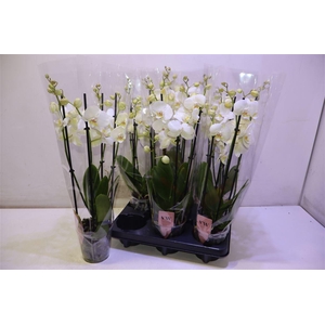 arr8 Phal An Inverness