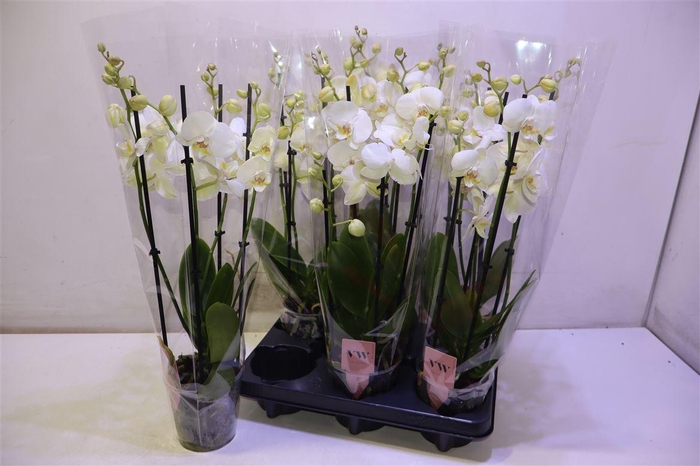 <h4>arr8 Phal An Inverness</h4>