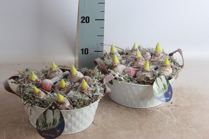 <h4>ARR HYACINTH</h4>