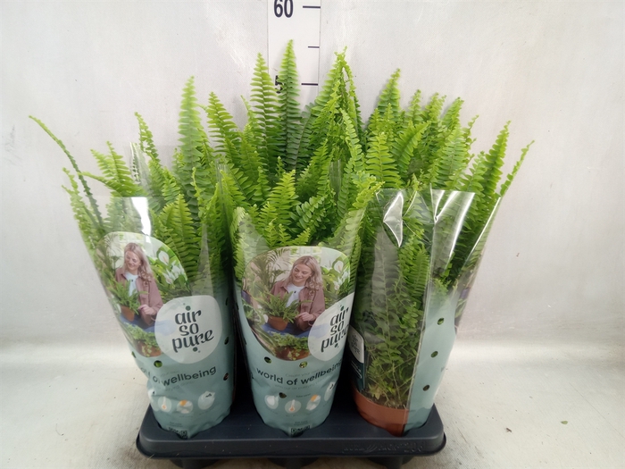 Nephrolepis exal. 'Green Lady'