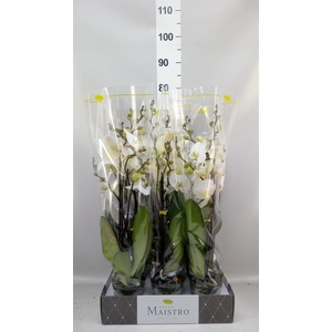 Phalaenopsis   ...white