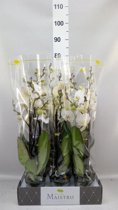 <h4>Phalaenopsis   ...white</h4>