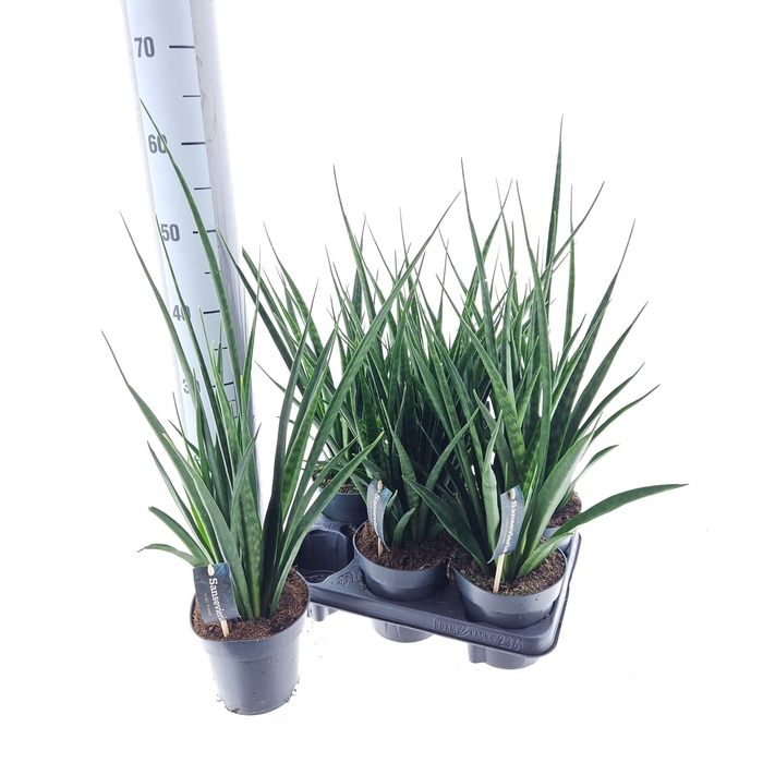 <h4>SANSEV KIRKI FRIENDS</h4>