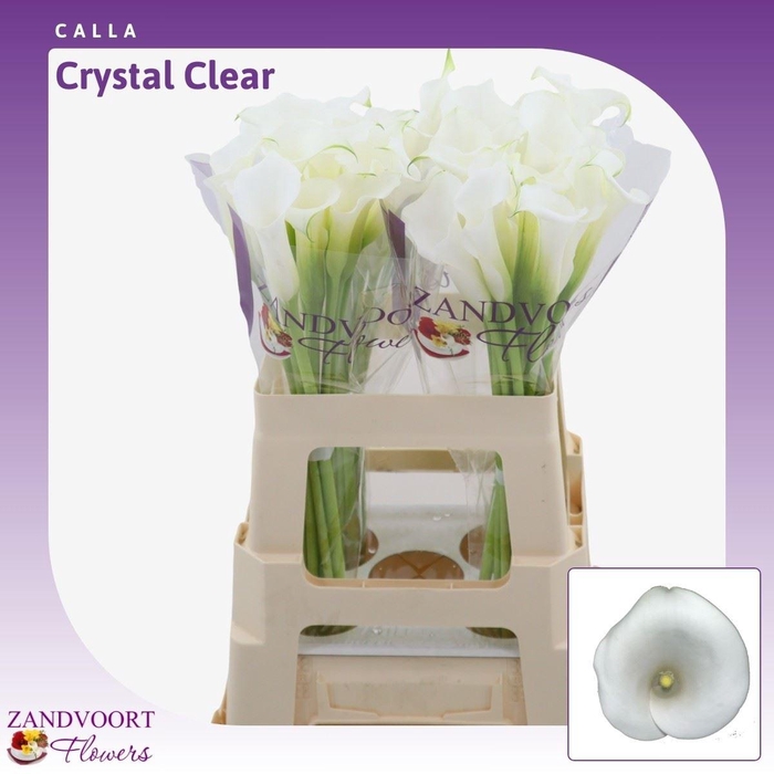 Calla Crystal Clear