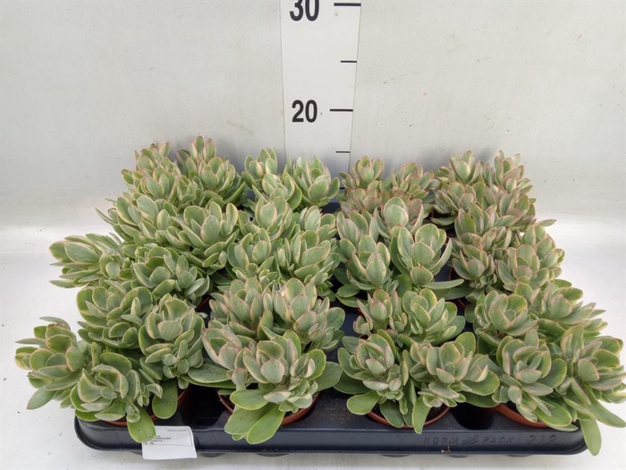 <h4>Crassula   ...</h4>