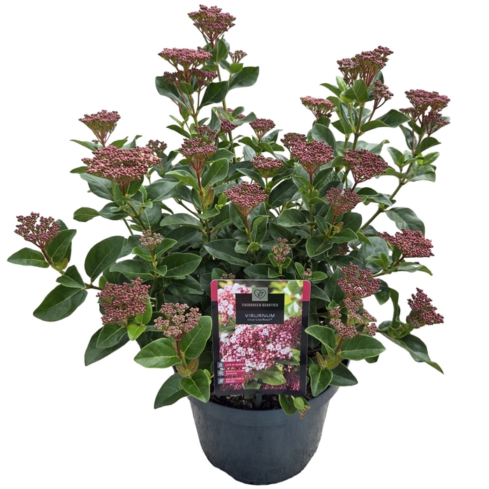 <h4>Viburnum tinus 'Lisa Rose' ® 7,5L</h4>