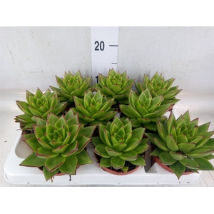 Echeveria agavoides