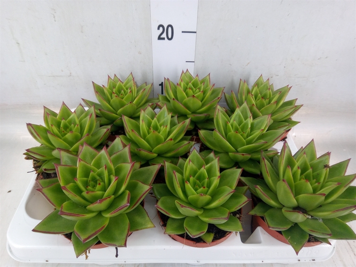 <h4>Echeveria agavoides</h4>