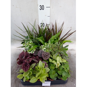 Planten  ..mix