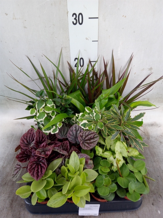 <h4>Planten  ..mix</h4>