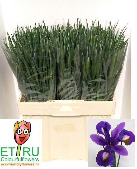 <h4>IRIS BLUE MAGIC</h4>