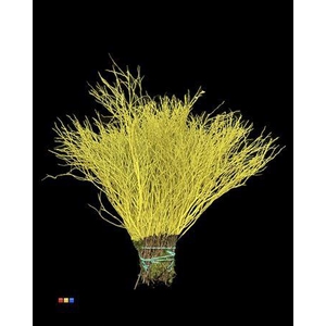 Vaccinium / Heidelbeer Yellow