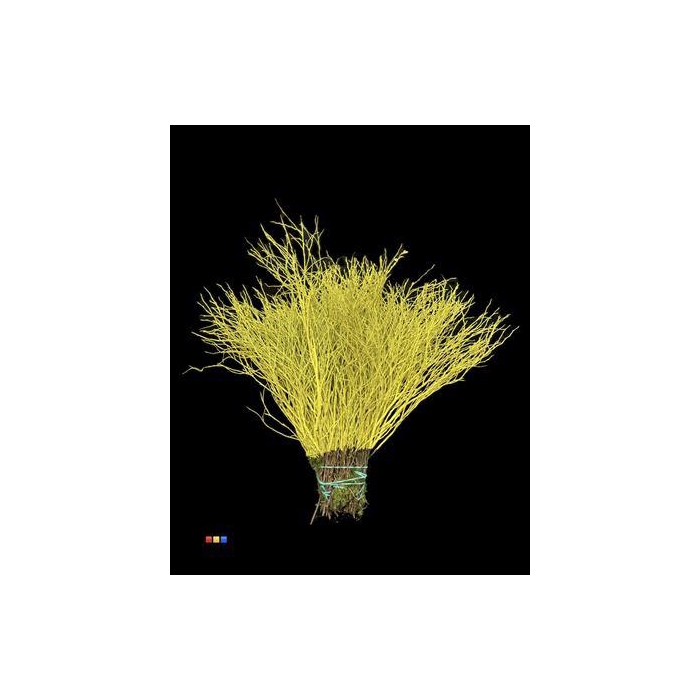 <h4>Vaccinium / Heidelbeer Yellow</h4>