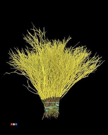 <h4>Vaccinium / Heidelbeer Yellow</h4>
