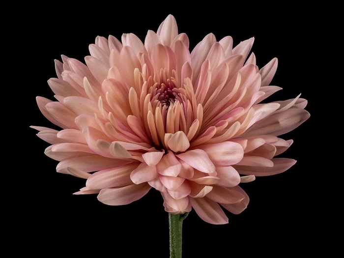 <h4>Chrys Linette</h4>