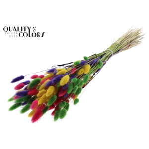 Lagurus Premium per bunch Colourful 2