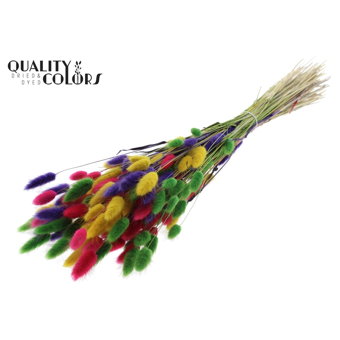 <h4>Lagurus Premium per bunch Colourful 2</h4>