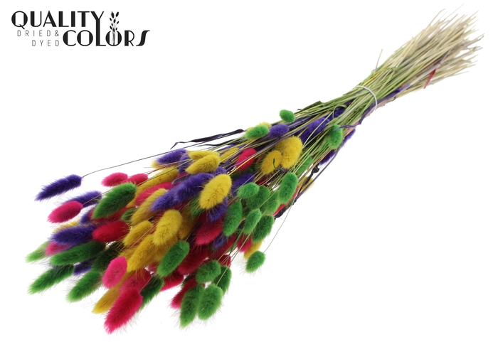 Lagurus Premium per bunch Colourful 2