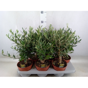 Olea europaea