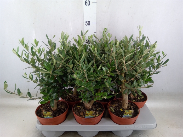 <h4>Olea europaea</h4>