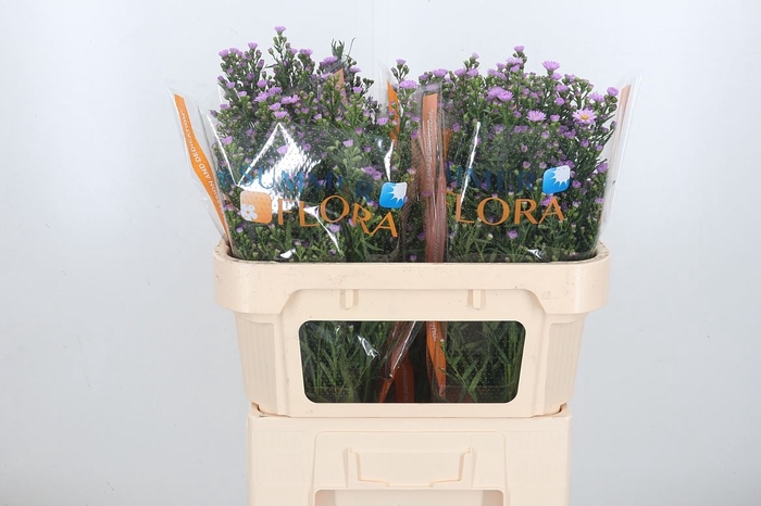 <h4>Aster Painted Lady</h4>