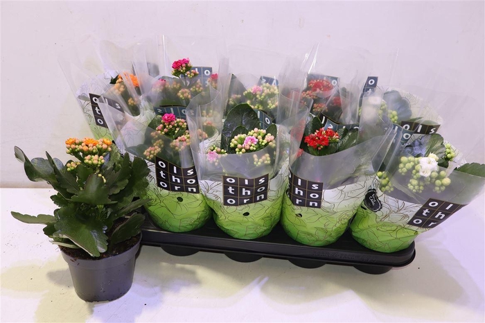 <h4>arr8 Kal Ge Gem 5 Kl</h4>