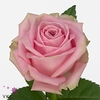 Rosa large heidi