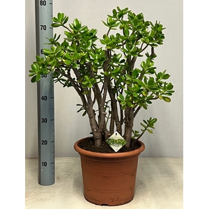 CRASS OVATA