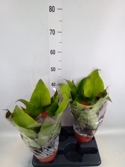 <h4>Aechmea tayoensis</h4>