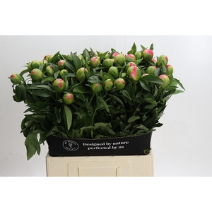 Paeonia Pink Hawaiian Coral